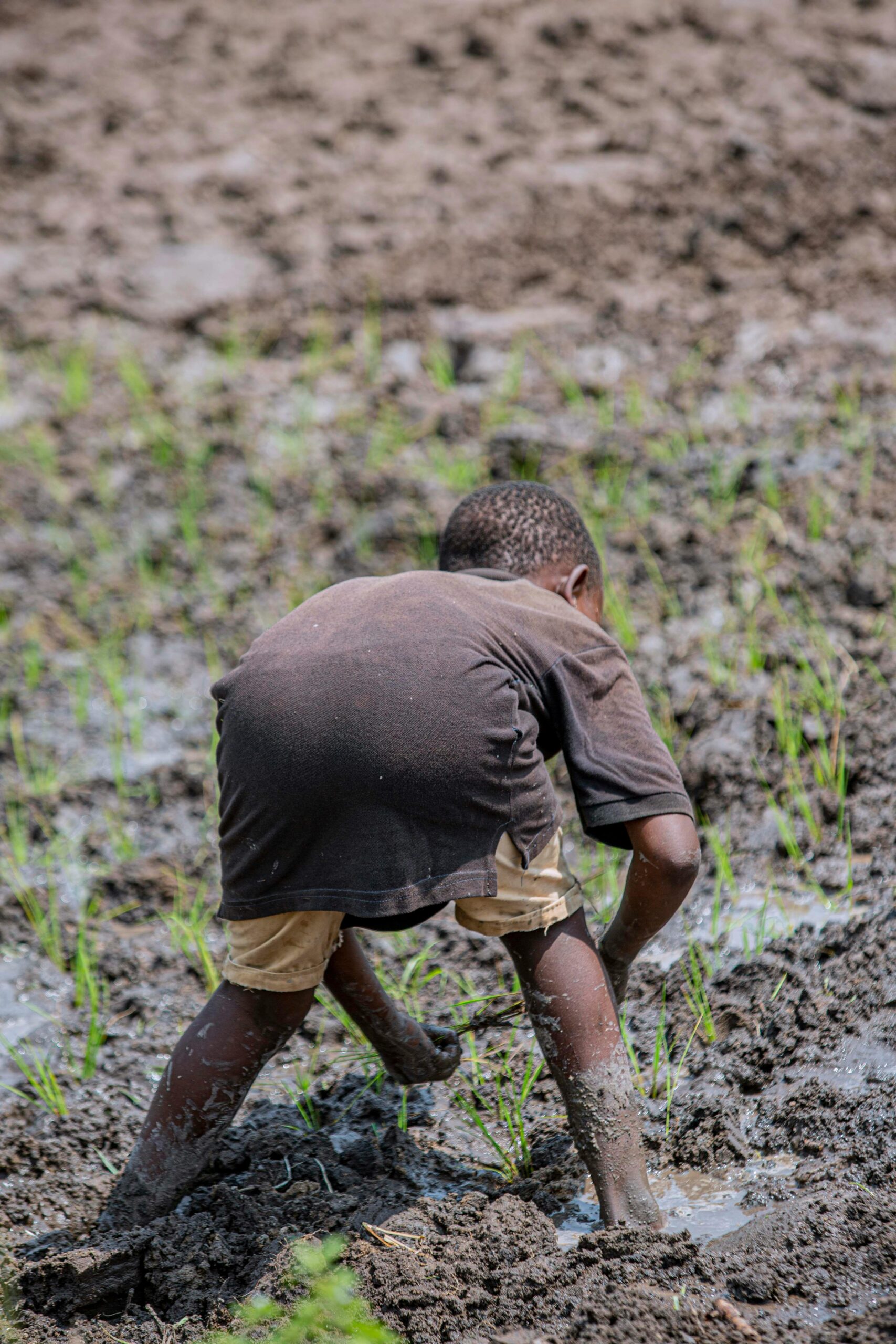 A young boy works in a field in Bujumbura, showcasing child labor in agriculture.